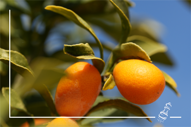 entenbrust mit kumquarts chutney und pappardelle