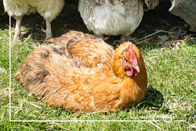 pouletragout mit rueeblichips