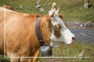 kuh simmentaler