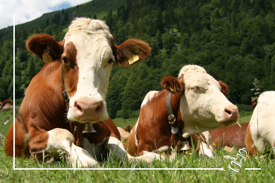 rindskotelett chuleton simmental