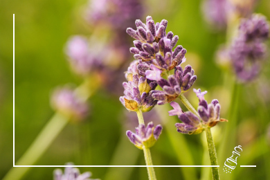 lavendel