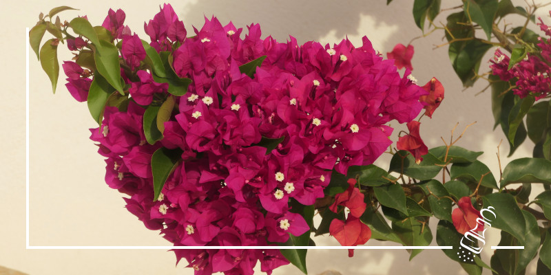 bougainvillea 800 2