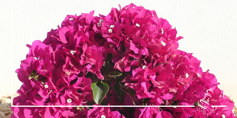 bougainvillea