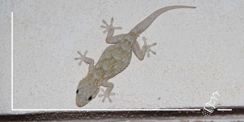 der gecko