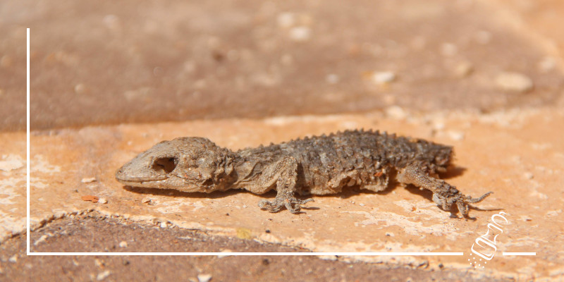 der gecko