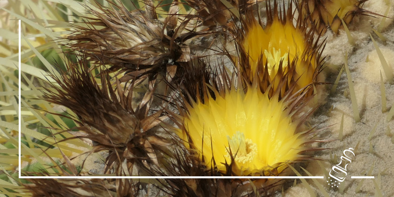echinocatus grusonii