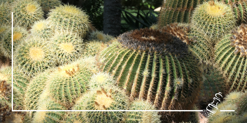 echinocatus grusonii
