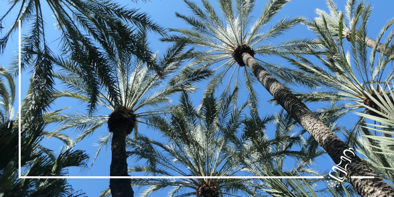 elche - palmen so weit das auge reicht