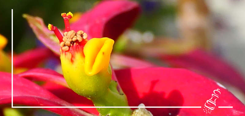 Flor de Pascua - Weihnachtsstern