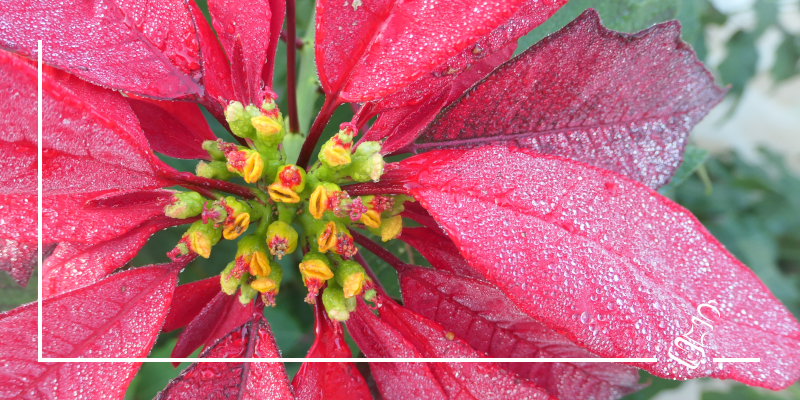 Flor de Pascua - Weihnachtsstern