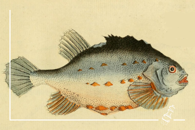 lachstartar mit avocado